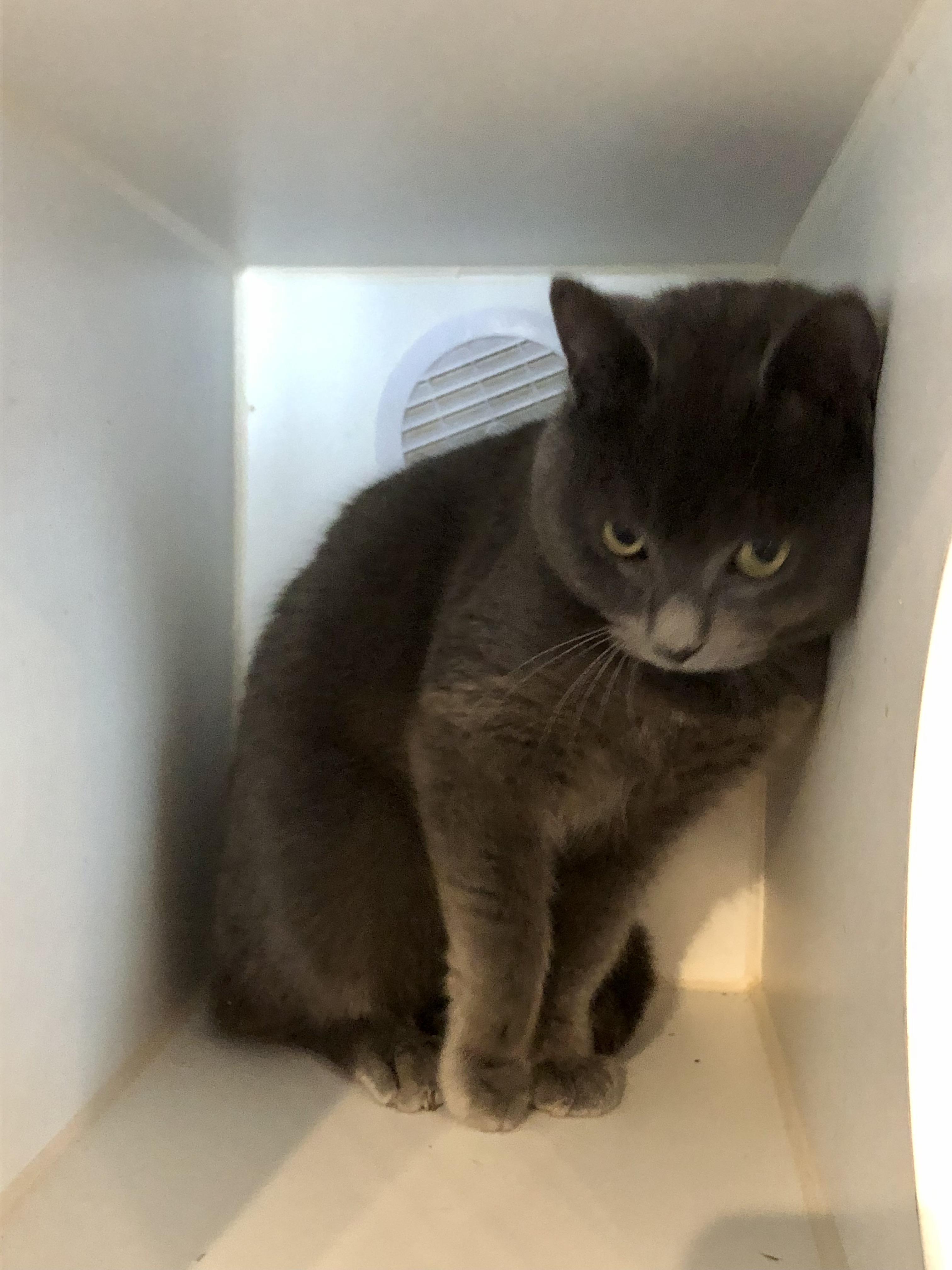 Silo, a ADOPTABLE Domestic Short Hair in Salisbury, MA image 4/6