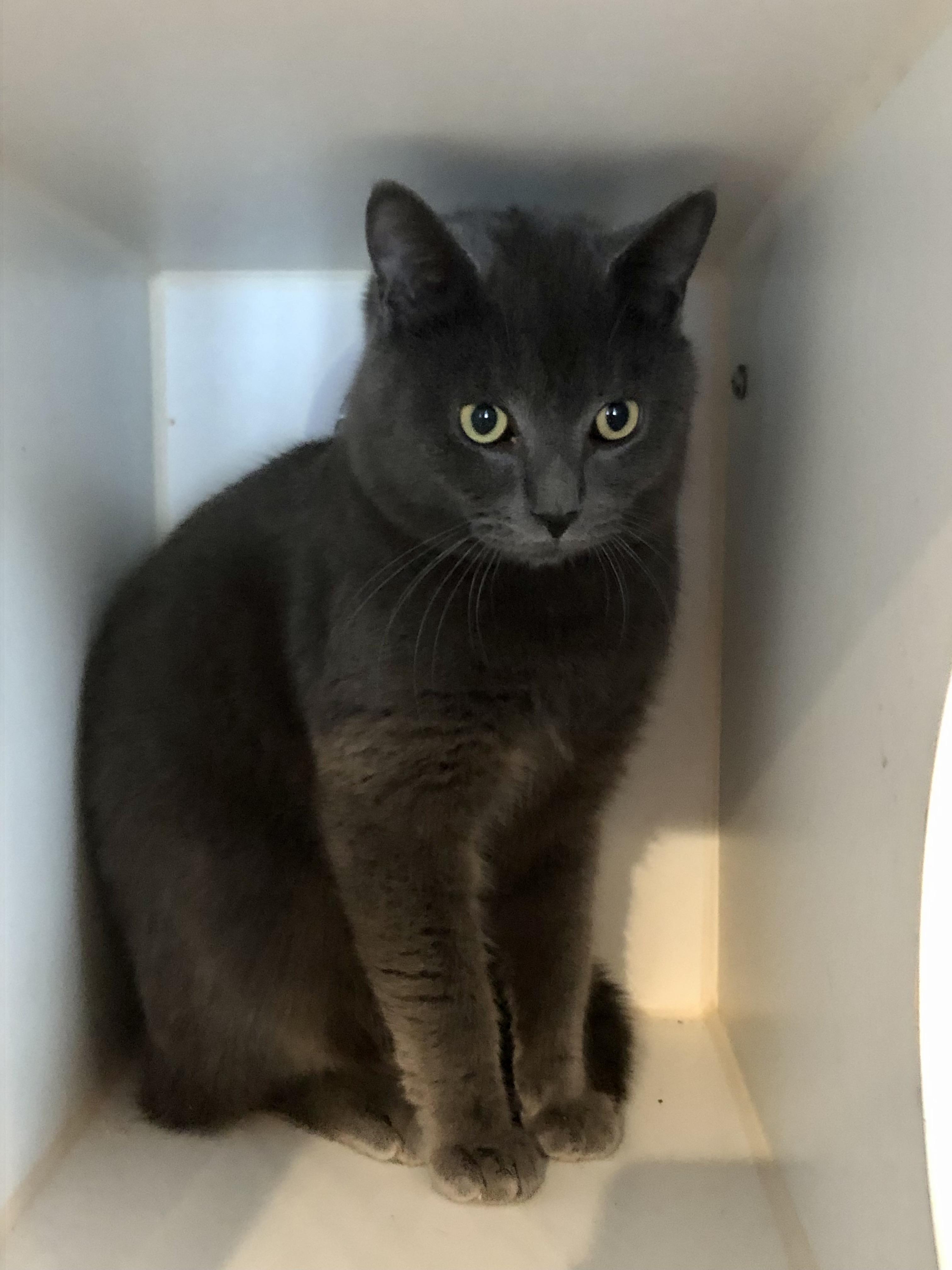 Silo, ADOPTABLE, Adult Male Domestic Short Hair.
