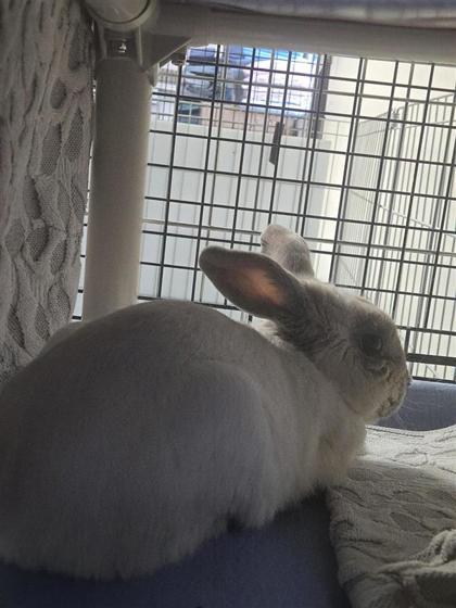 Samael (Nelson), a Adoptable mixed breed in Montreal, QC image 1/2
