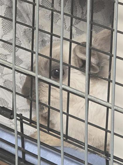 Samael (Nelson), a Adoptable mixed breed in Montreal, QC image 2/2