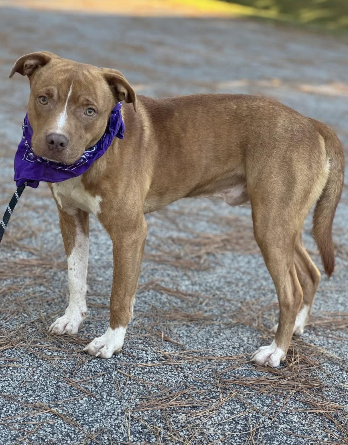 Enlarge Nugget, a ADOPTABLE Mixed Breed in Sumter, SC image 1/1