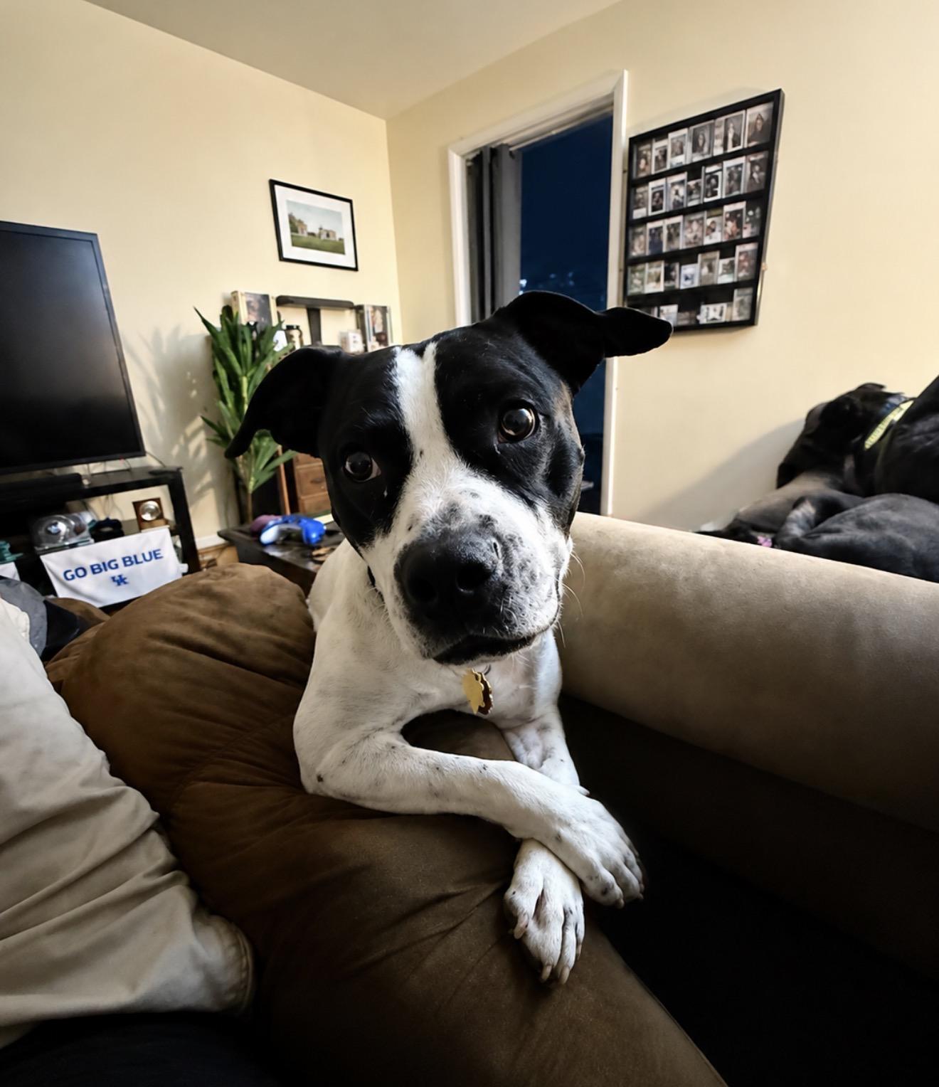 Radar, a ADOPTABLE mixed breed in Junction City, KY image 1/3