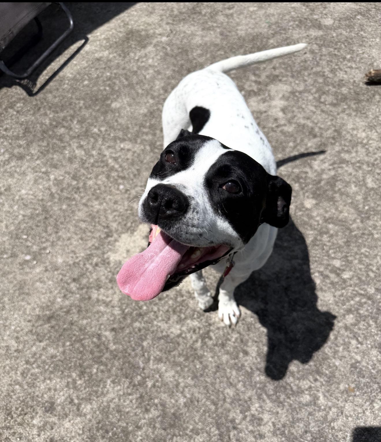 Radar, a ADOPTABLE mixed breed in Junction City, KY image 2/3