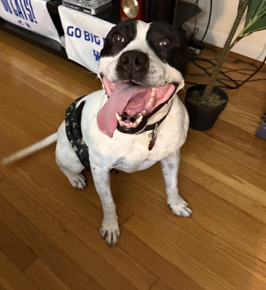 Radar, a ADOPTABLE mixed breed in Junction City, KY image 3/3
