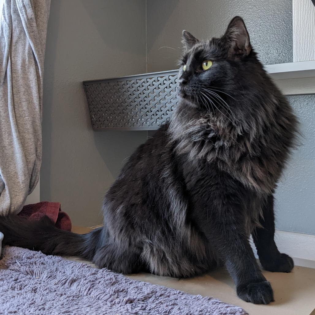 Marcus CAQ, a Adoptable Domestic Long Hair in Union, MO image 2/6