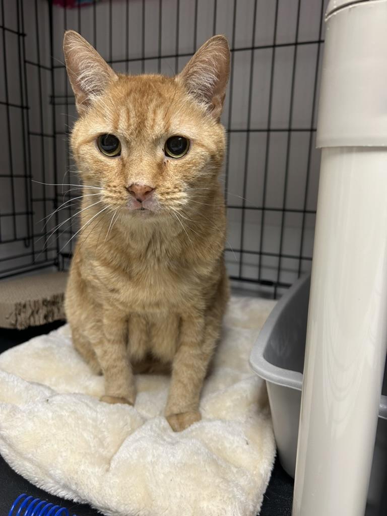 Sunny, ADOPTABLE, Senior Male Domestic Short Hair.
