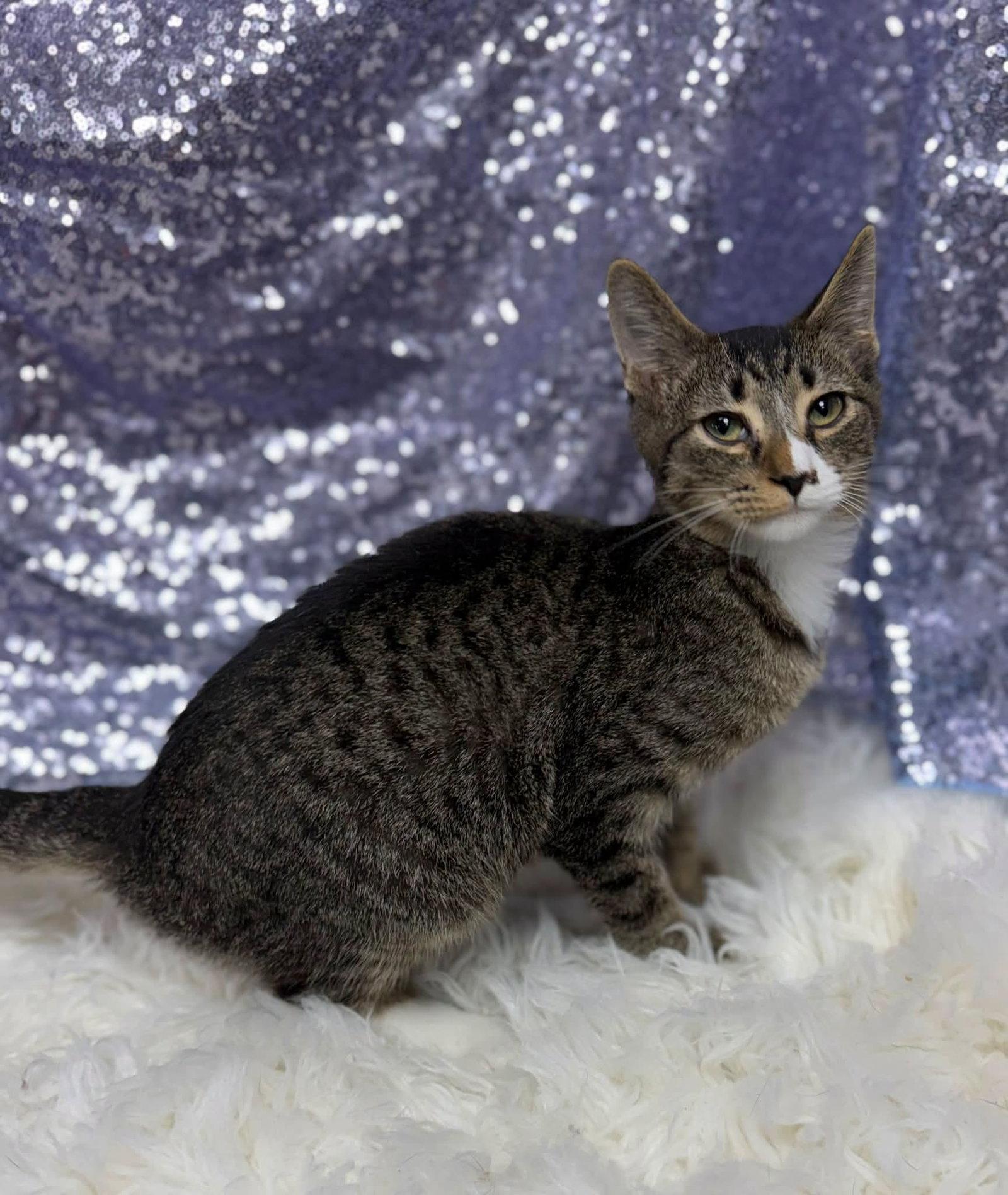 Kodi, Adoptable, Young Male Domestic Short Hair.