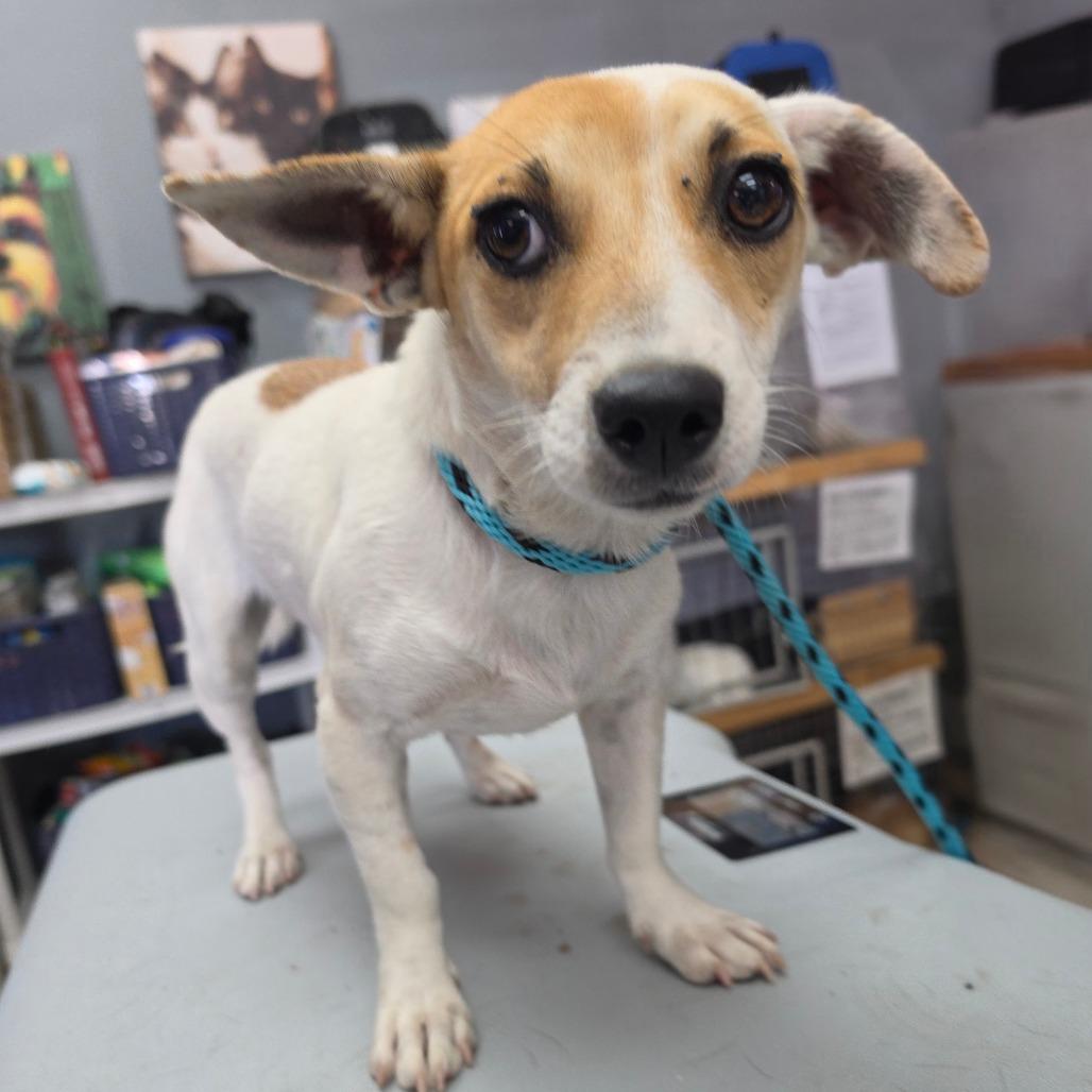 Cassie Mckay - City of Industry Location, Adoptable, Young Female Jack Russell Terrier & Mixed Breed.
