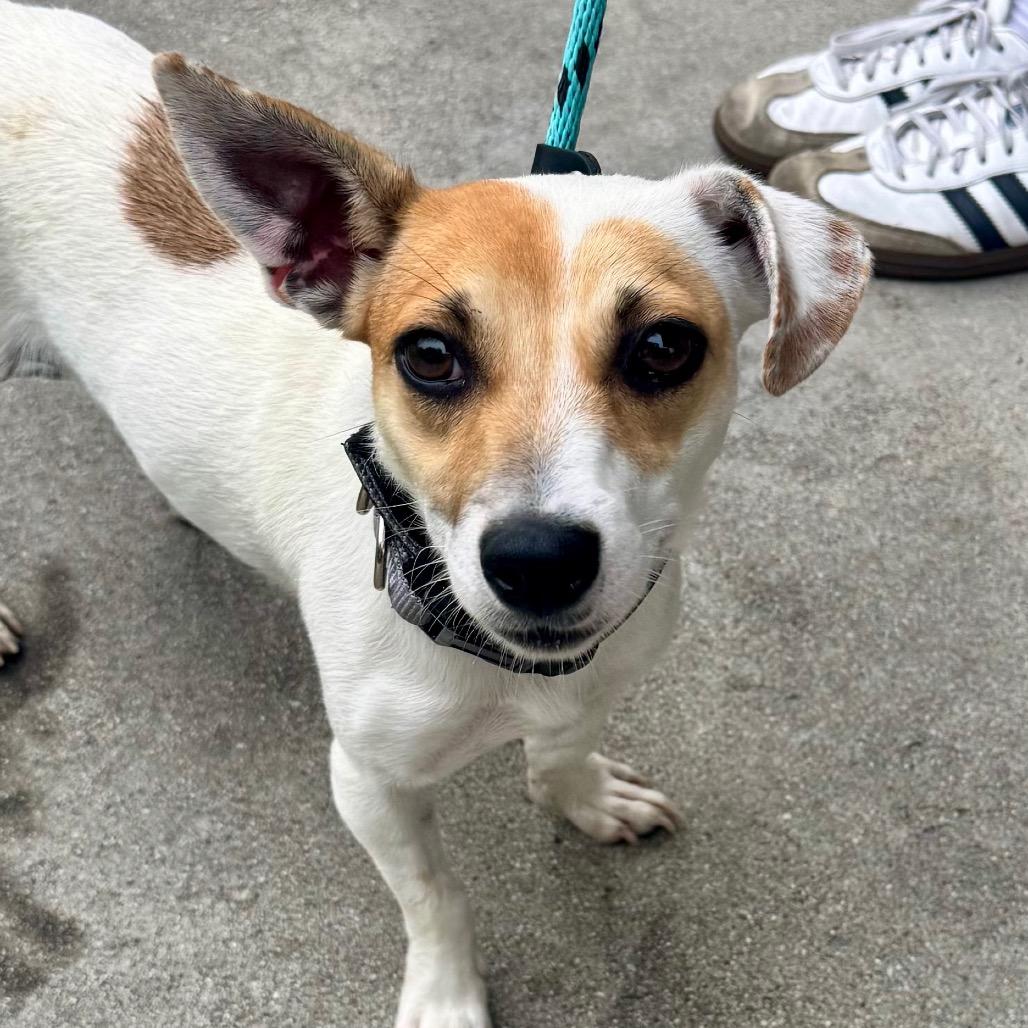 Enlarge Cassie Mckay - City of Industry Location, a Adoptable mixed breed in Chino Hills, CA image 2/5