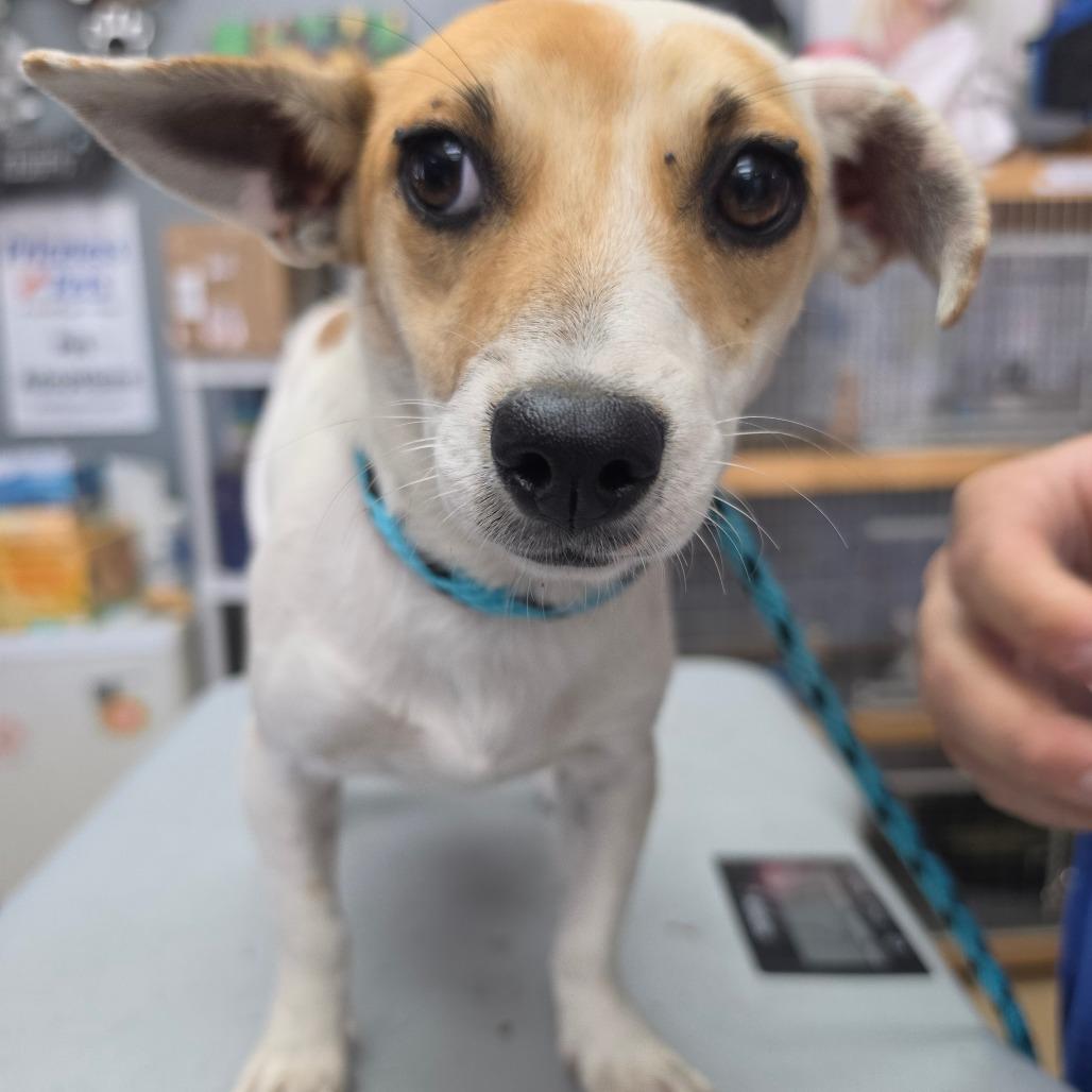 Enlarge Cassie Mckay - City of Industry Location, a Adoptable mixed breed in Chino Hills, CA image 3/5