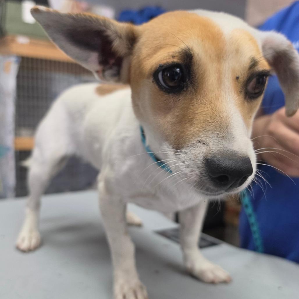 Enlarge Cassie Mckay - City of Industry Location, a Adoptable mixed breed in Chino Hills, CA image 4/5