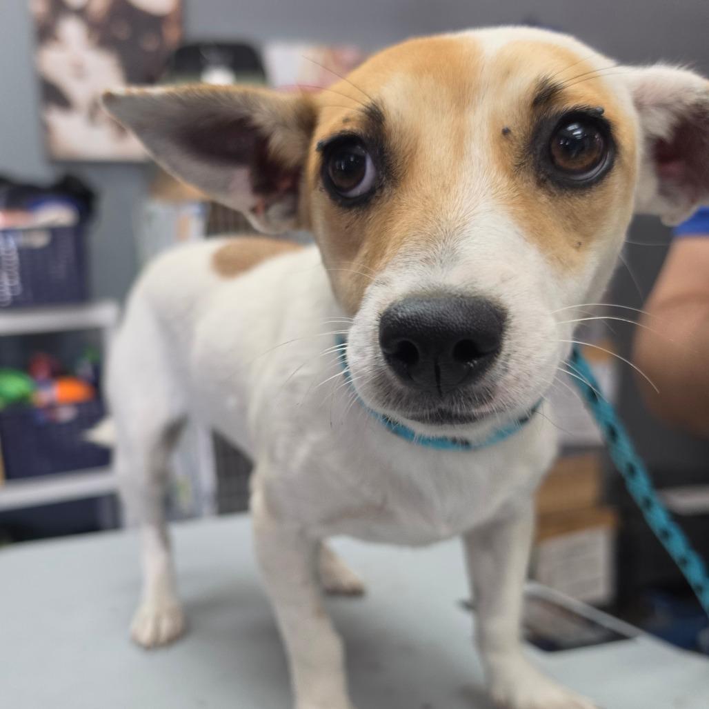Enlarge Cassie Mckay - City of Industry Location, a Adoptable mixed breed in Chino Hills, CA image 5/5