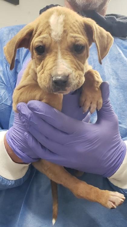 Adrian, Adoptable, Puppy Female Pit Bull Terrier & Mixed Breed.