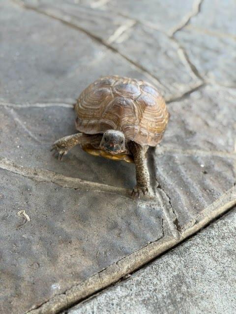 Female Box Turtle, ADOPTABLE, Adult Female Box.