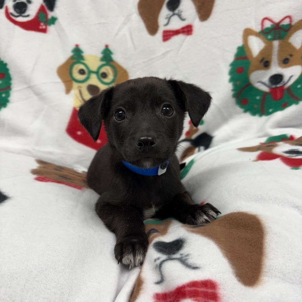 Buddy, Adoptable, Puppy Male Dachshund & Mixed Breed.