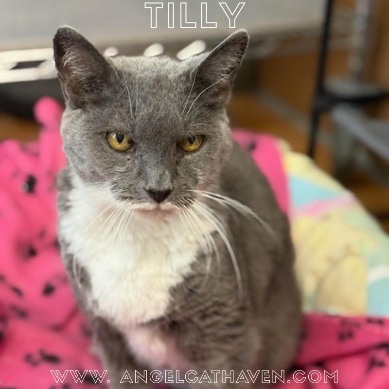 Tilly, ADOPTABLE, Adult Female Domestic Short Hair.