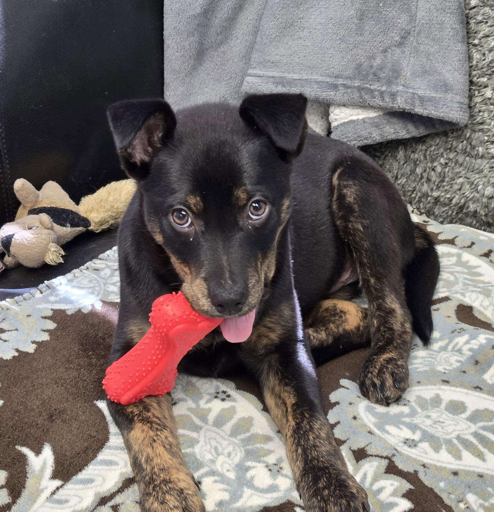 Enlarge Oliver, a Adoptable Mixed Breed in Cliffwood, NJ image 1/3