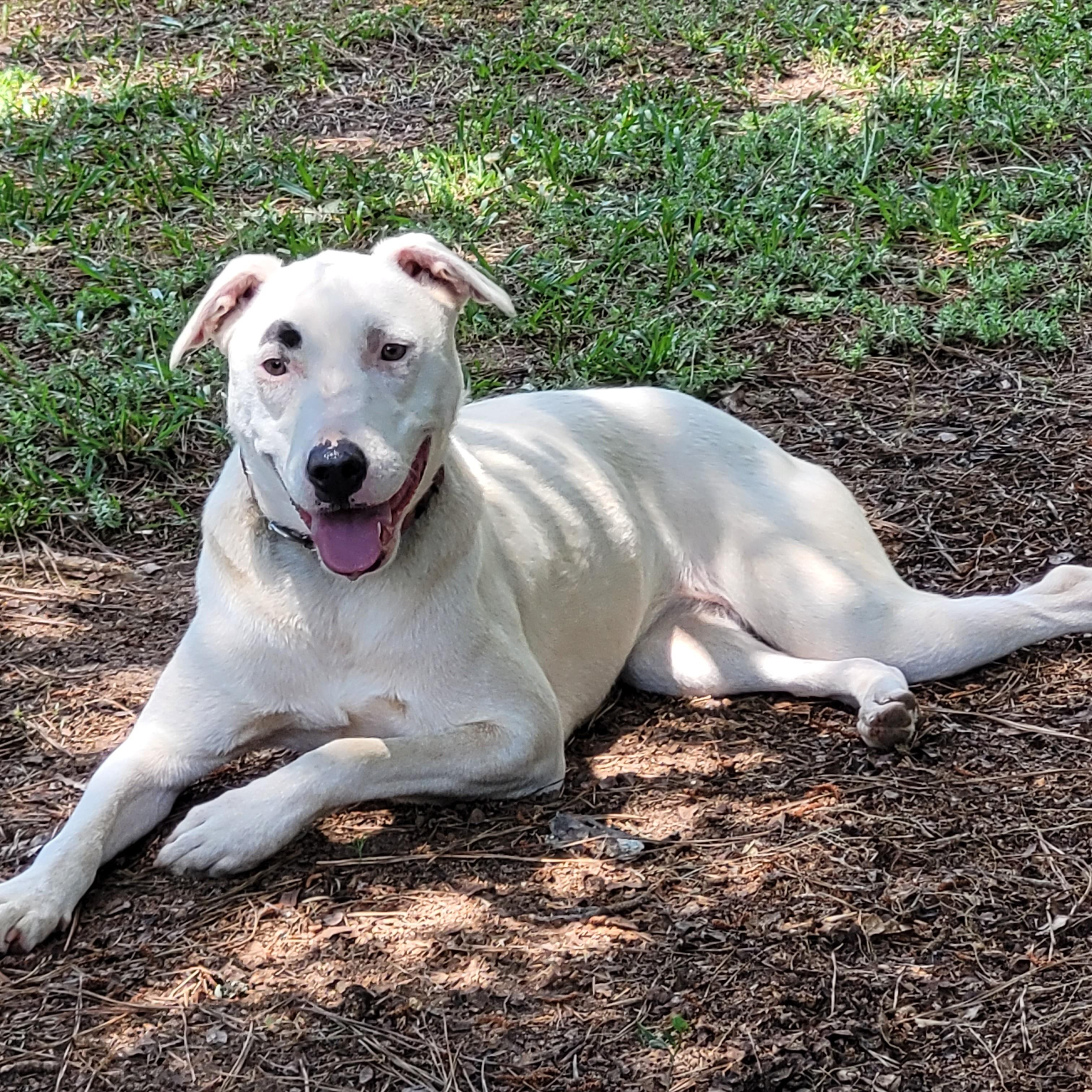 Snow, a ADOPTABLE mixed breed in Milner, GA image 4/4