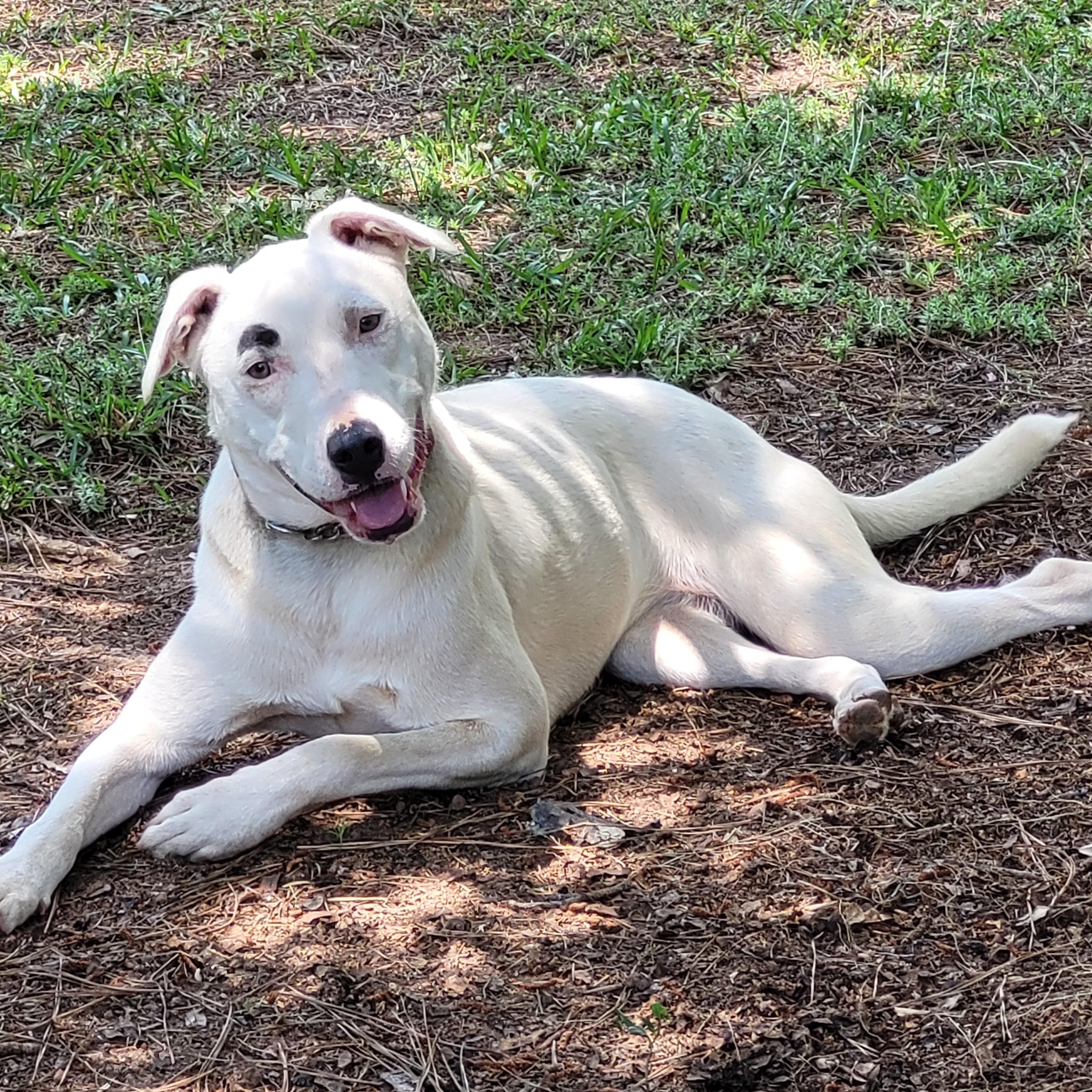 Snow, a ADOPTABLE mixed breed in Milner, GA image 2/4