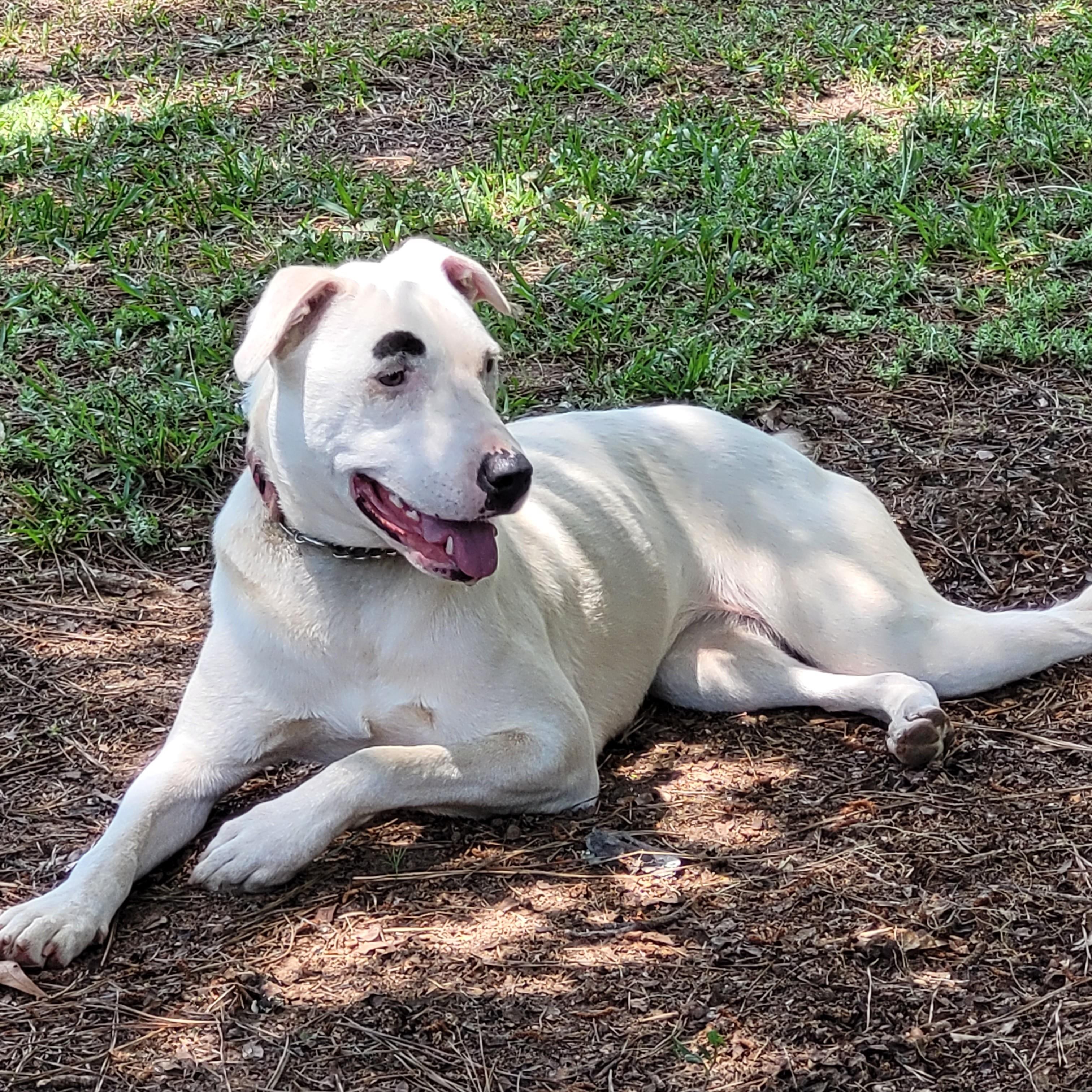 Snow, a ADOPTABLE mixed breed in Milner, GA image 3/4
