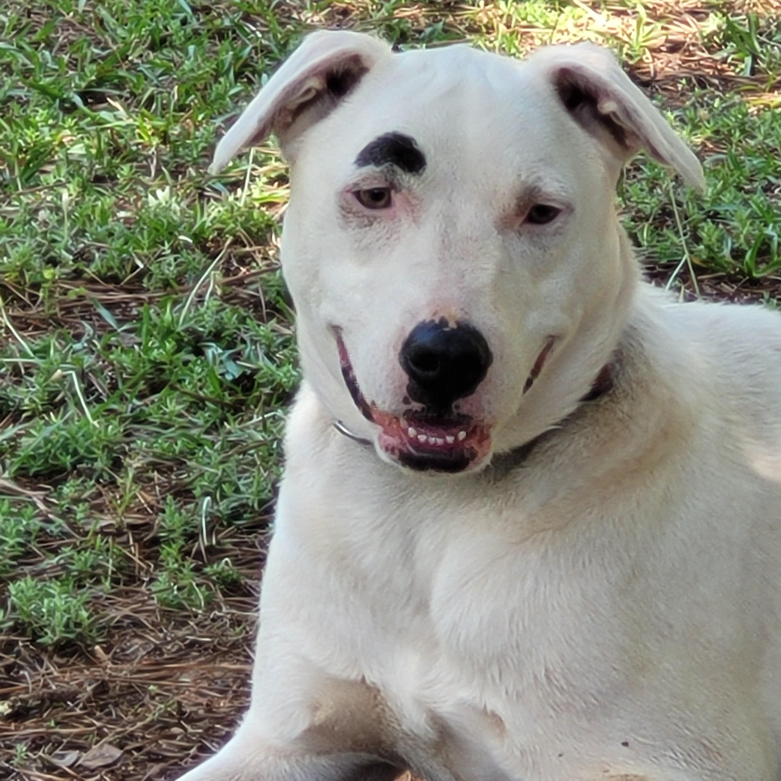 Snow, a ADOPTABLE mixed breed in Milner, GA image 1/4