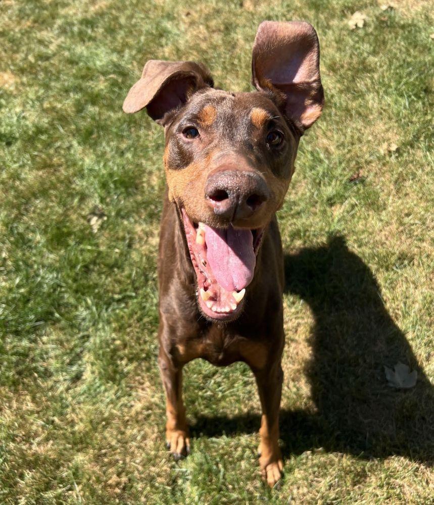 Kiara, ADOPTABLE, Senior Female Doberman Pinscher.