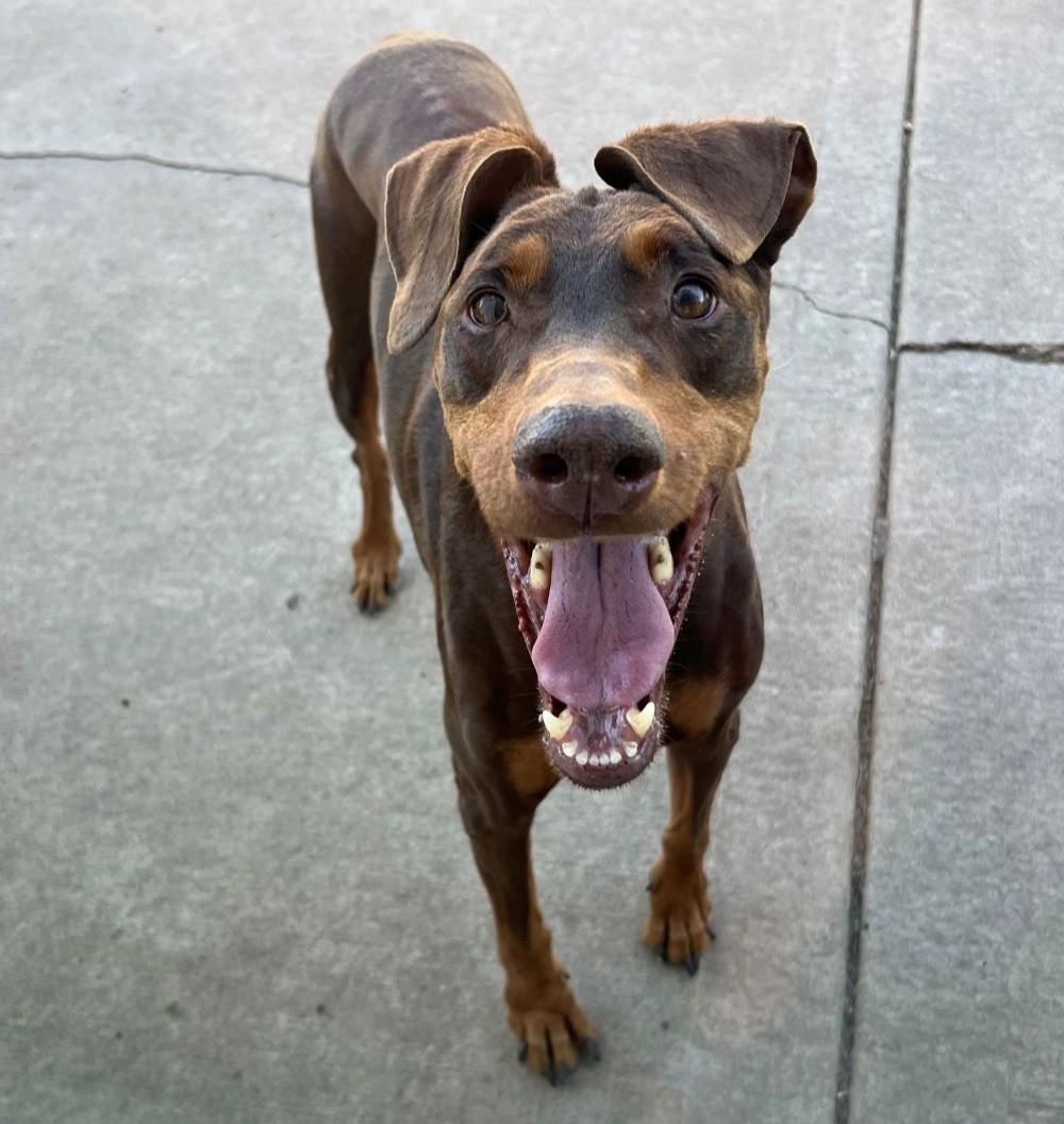 Enlarge Kiara, a ADOPTABLE Doberman Pinscher in Barrington, IL image 4/6