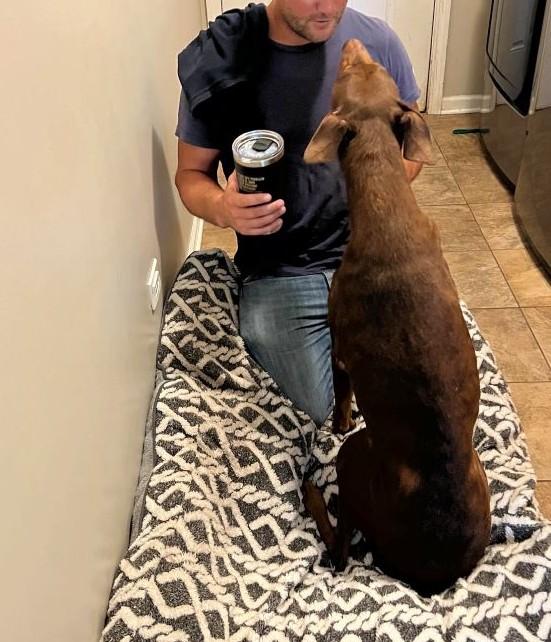 Enlarge Kiara, a ADOPTABLE Doberman Pinscher in Barrington, IL image 6/6
