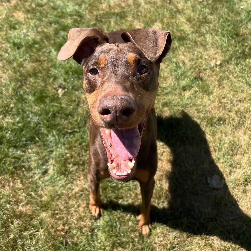 Enlarge Kiara, a ADOPTABLE Doberman Pinscher in Barrington, IL image 3/6