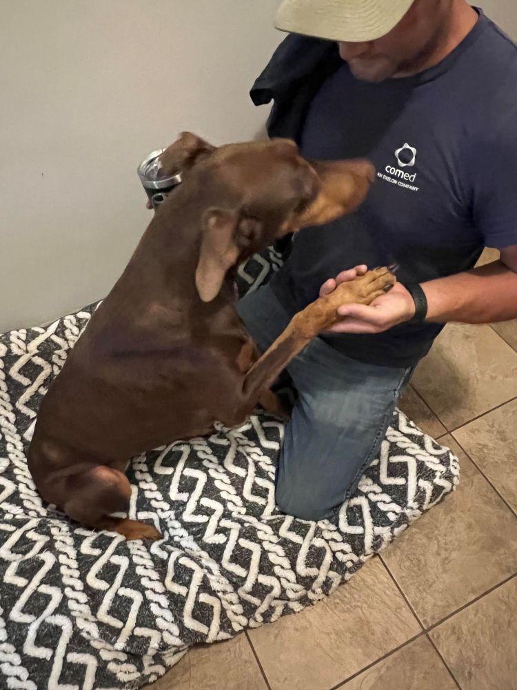 Enlarge Kiara, a ADOPTABLE Doberman Pinscher in Barrington, IL image 5/6