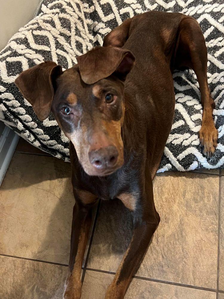 Enlarge Kiara, a ADOPTABLE Doberman Pinscher in Barrington, IL image 2/6