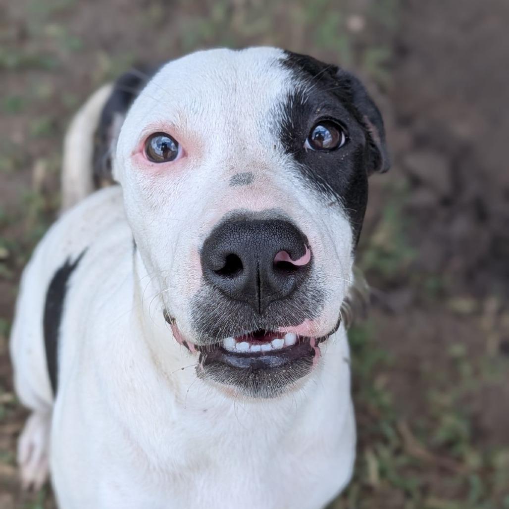 Enlarge Acadia, a Adoptable mixed breed in Ocala, FL image 4/5