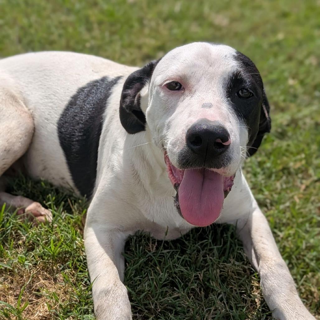 Enlarge Acadia, a Adoptable mixed breed in Ocala, FL image 5/5