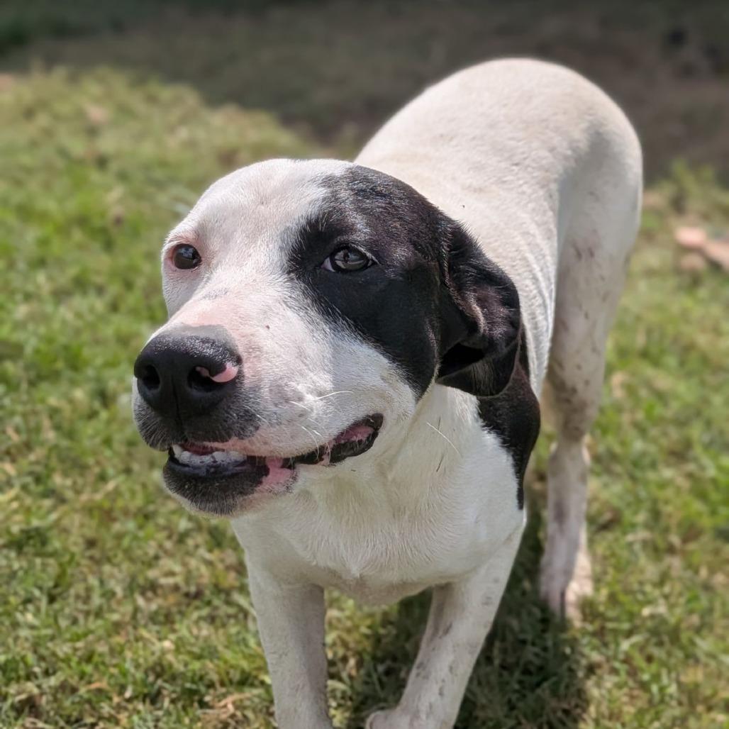 Acadia, Adoptable, Puppy Female Catahoula Leopard Dog & Mixed Breed.