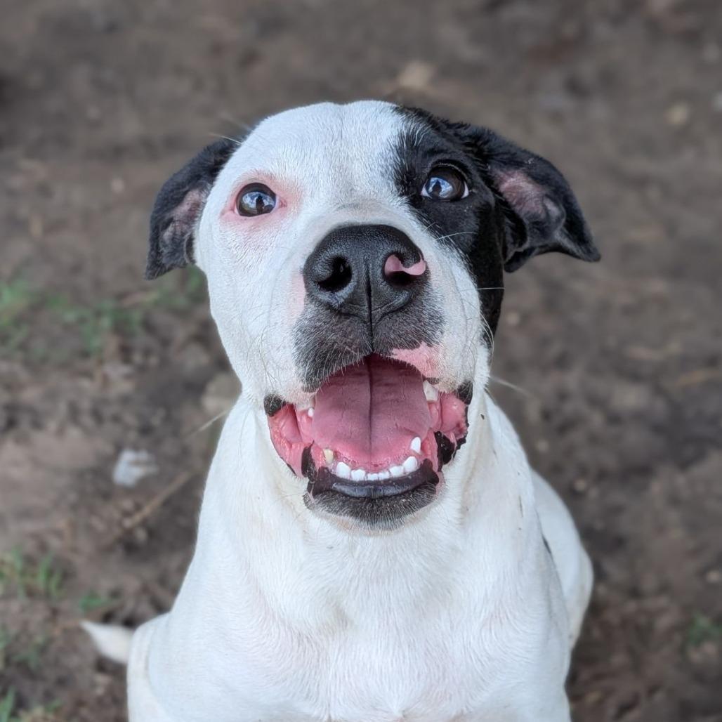 Enlarge Acadia, a Adoptable mixed breed in Ocala, FL image 2/5