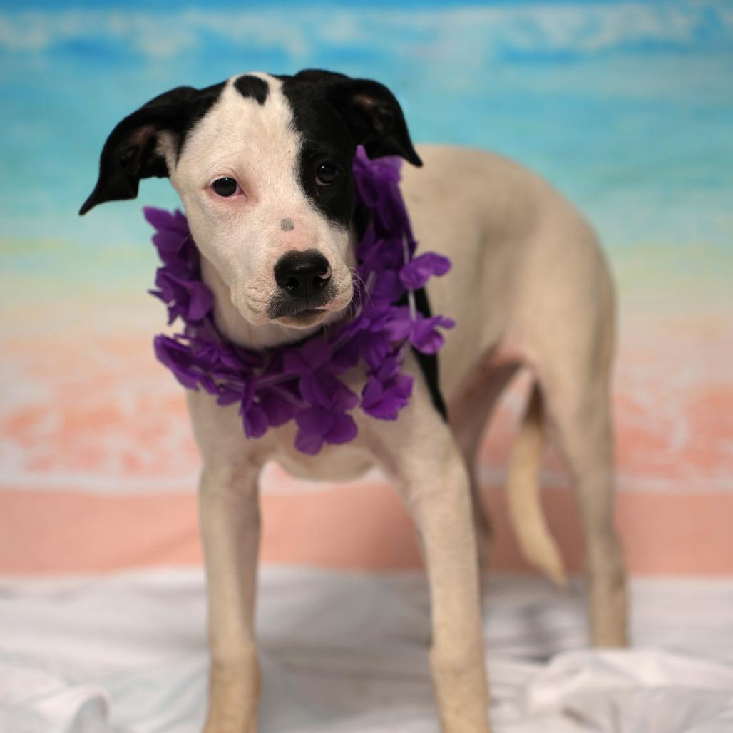 Enlarge Acadia, a Adoptable mixed breed in Ocala, FL image 3/5
