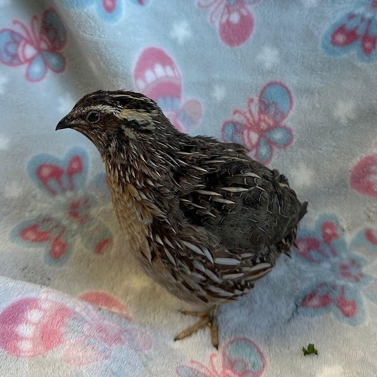 Harry, Adoptable, Adult Male Quail.