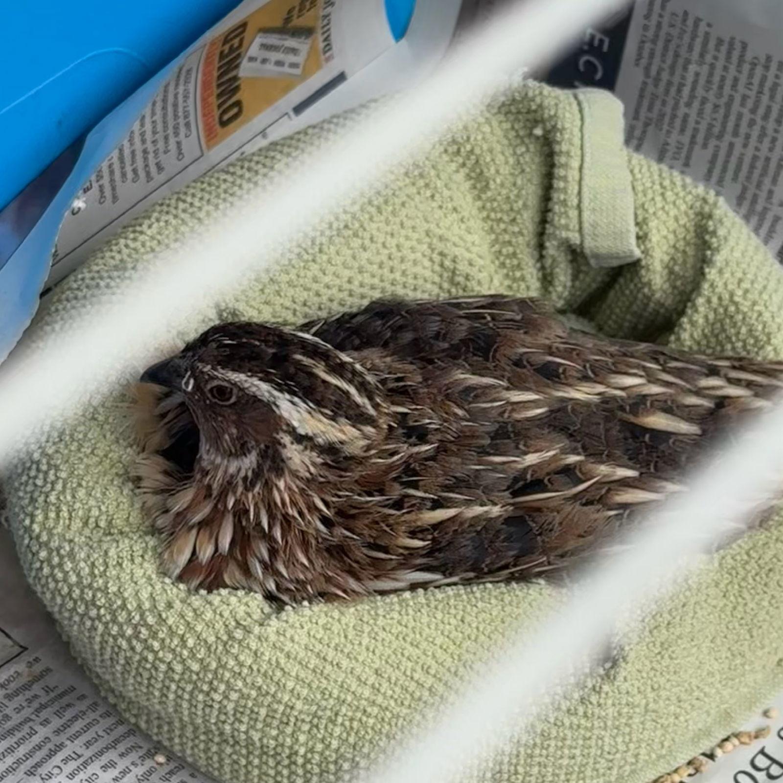 Enlarge Harry, a Adoptable Quail in Burlingame, CA image 2/3