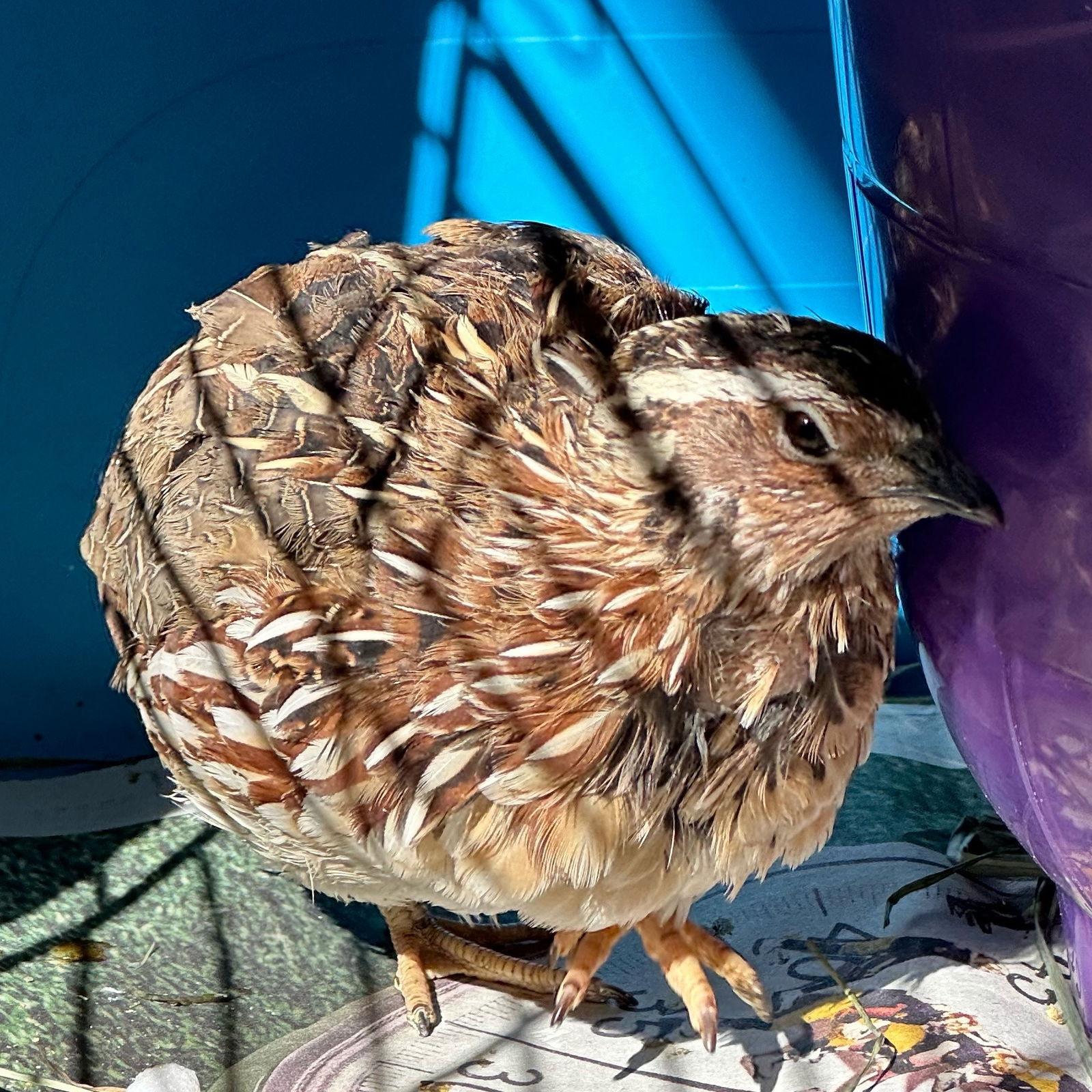 Enlarge Harry, a Adoptable Quail in Burlingame, CA image 3/3