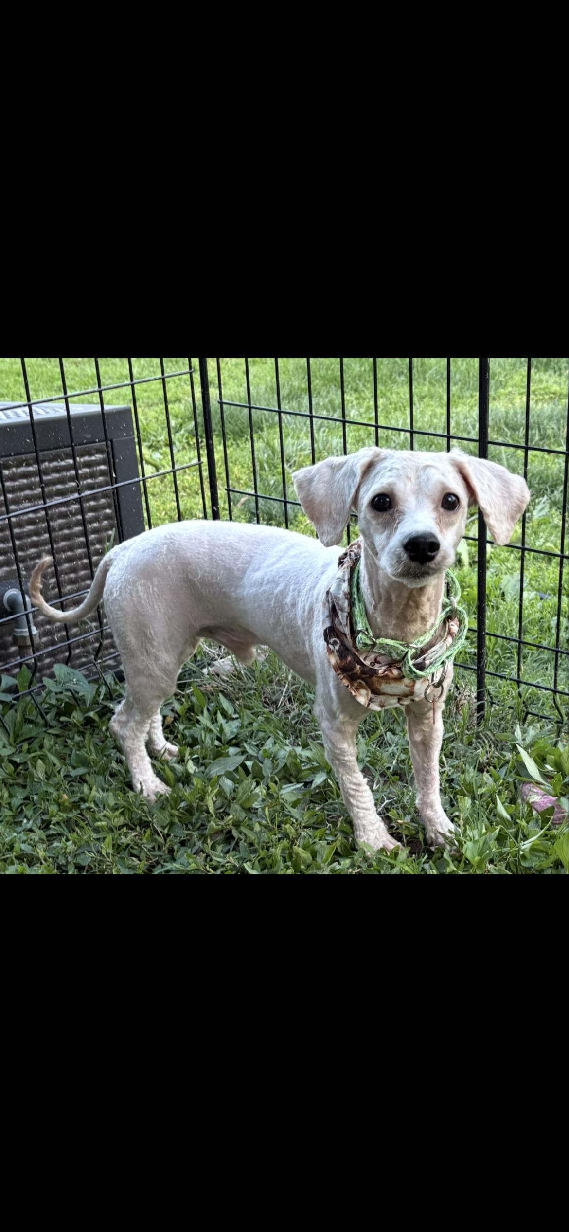 Enlarge Winston ( Jj) , a ADOPTABLE mixed breed in Saint Louis, MO image 2/3