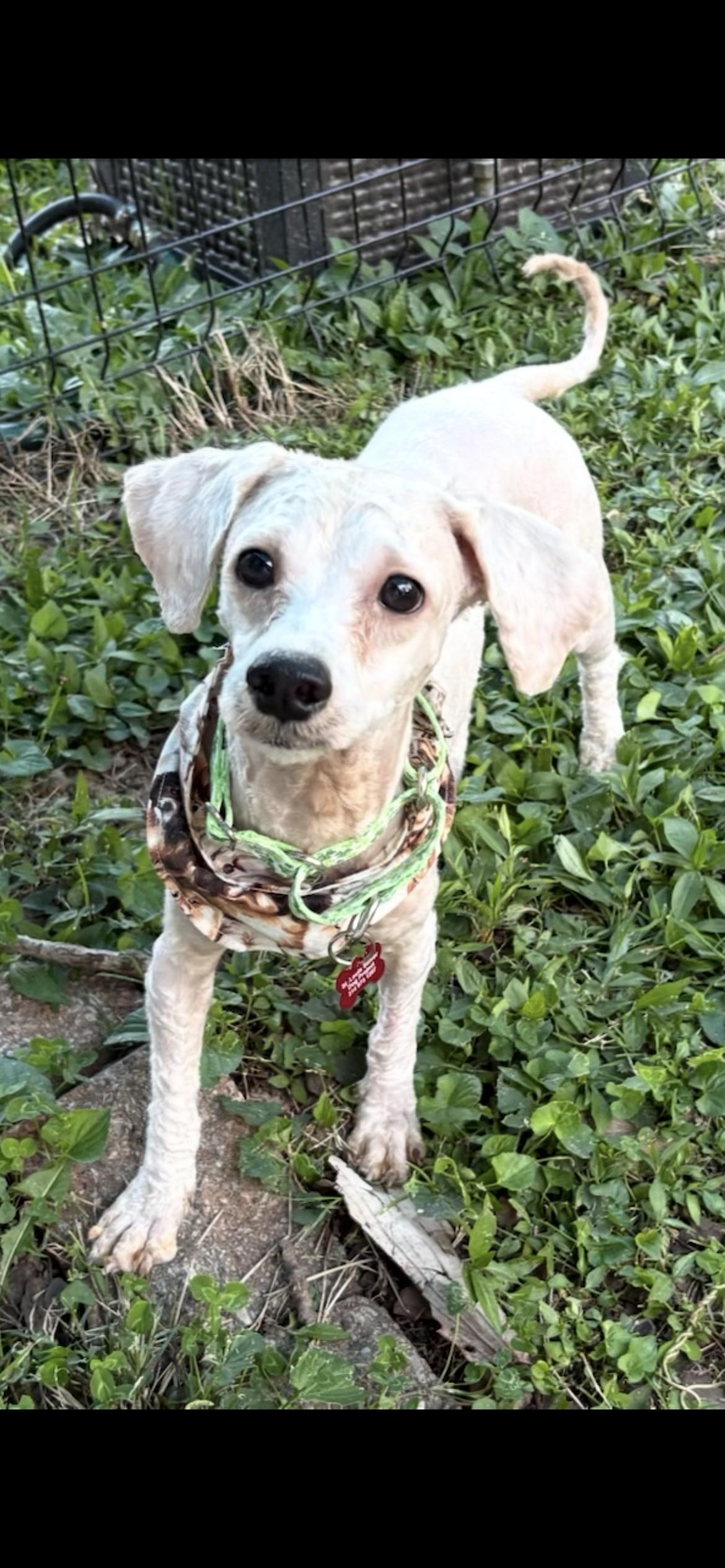 Winston ( Jj) , ADOPTABLE, Young Male Bichon Frise & Shih poo.