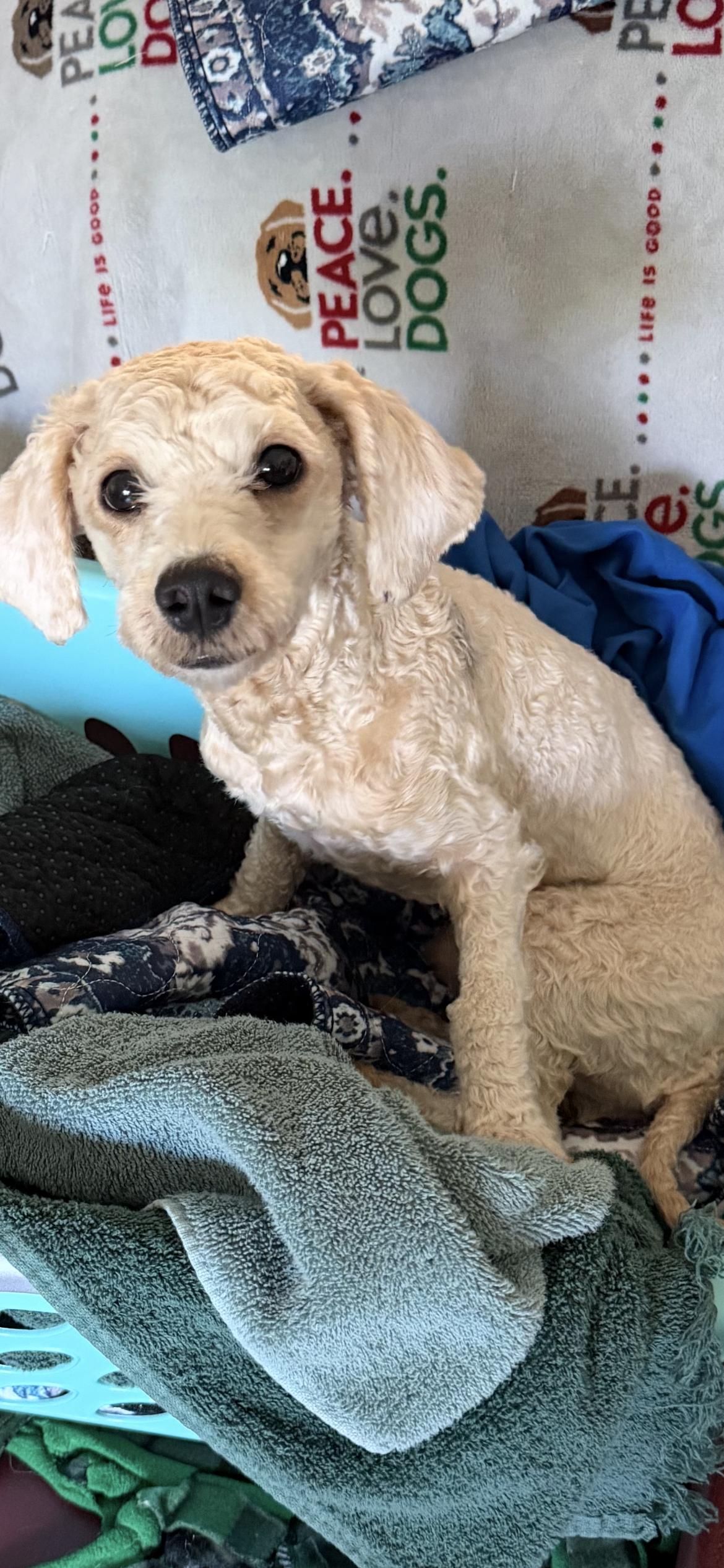 Winston ( Jj) , ADOPTABLE, Young Male Bichon Frise & Shih poo.