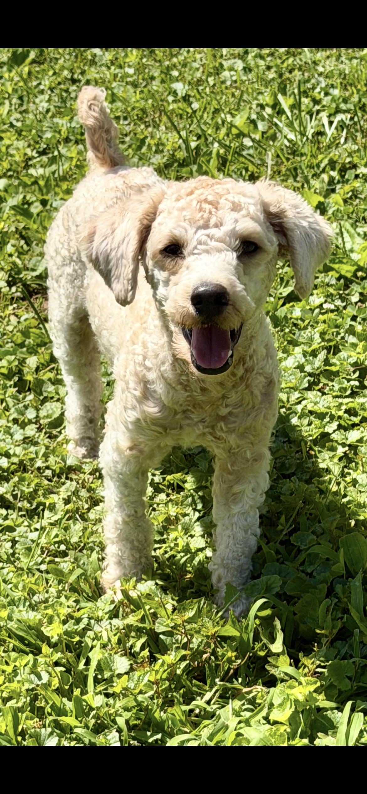 Winston ( Jj) , a ADOPTABLE mixed breed in Saint Louis, MO image 2/2