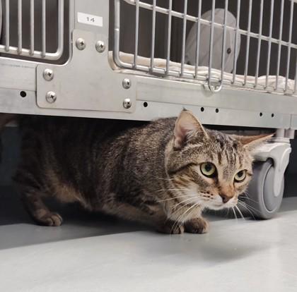 Enlarge Diamond, a ADOPTABLE Domestic Short Hair in Boyne City, MI image 1/1