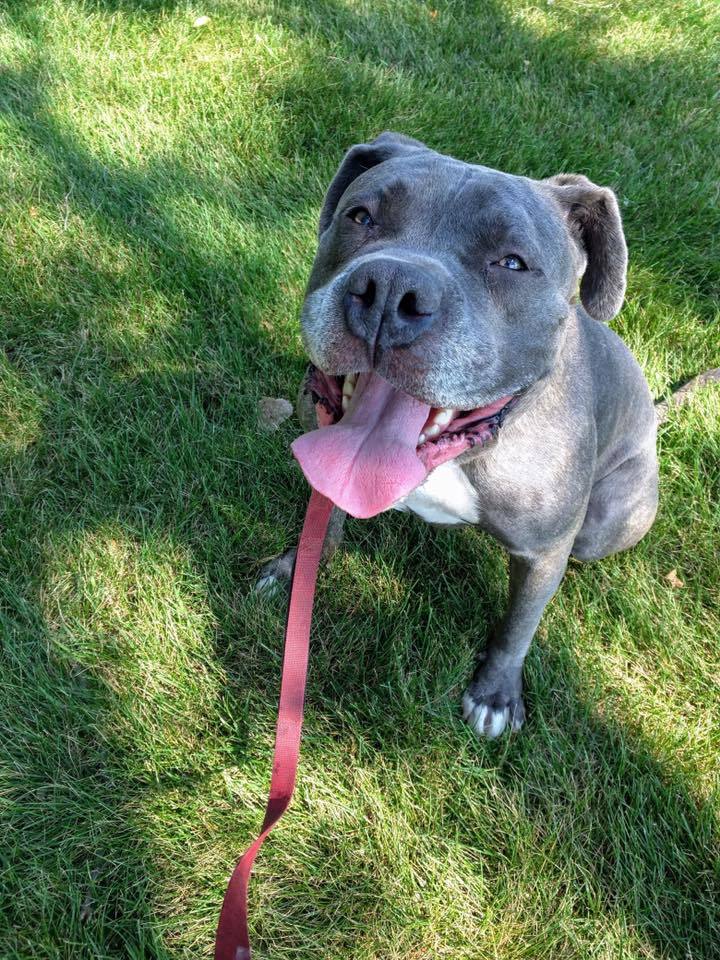 Toaster, a Adoptable mixed breed in Mission, KS image 1/12