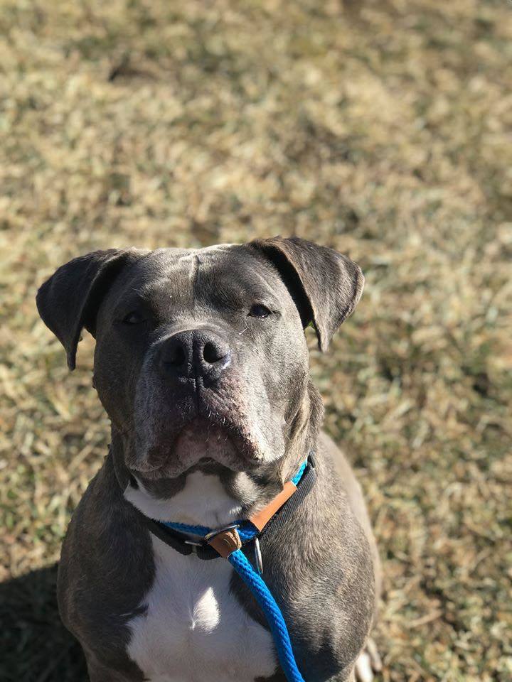 Toaster, a Adoptable mixed breed in Mission, KS image 2/12