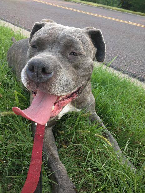 Toaster, a Adoptable mixed breed in Mission, KS image 3/12