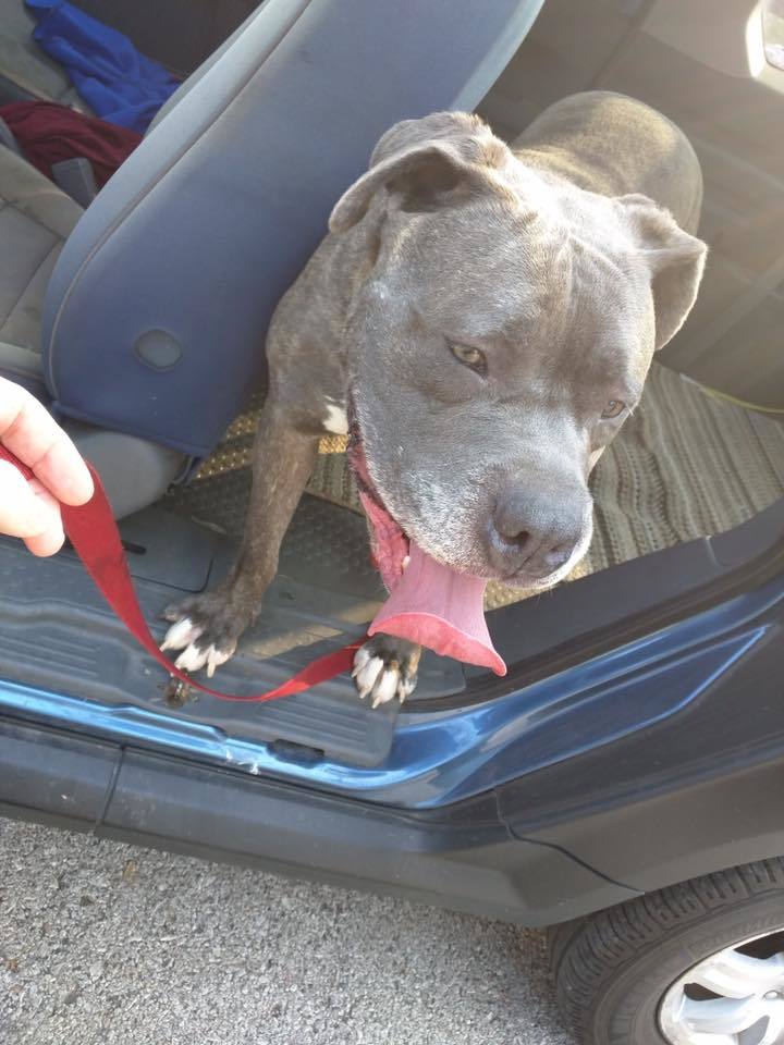 Toaster, a Adoptable mixed breed in Mission, KS image 4/12