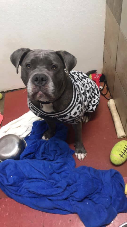 Toaster, a Adoptable mixed breed in Mission, KS image 5/12