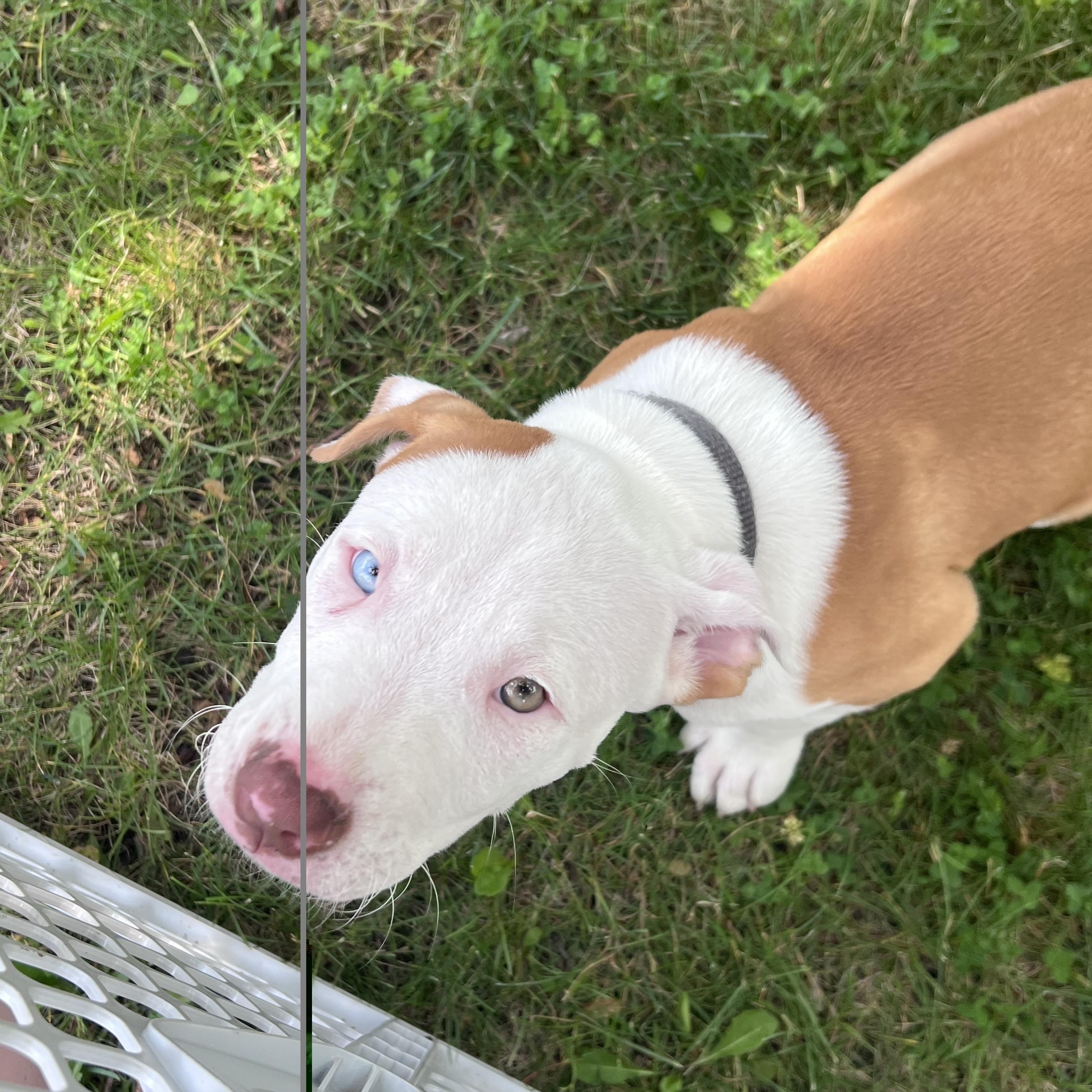 Enlarge Miller NKA Stormey, an adopted Pit Bull Terrier in Minneapolis, MN image 3/5